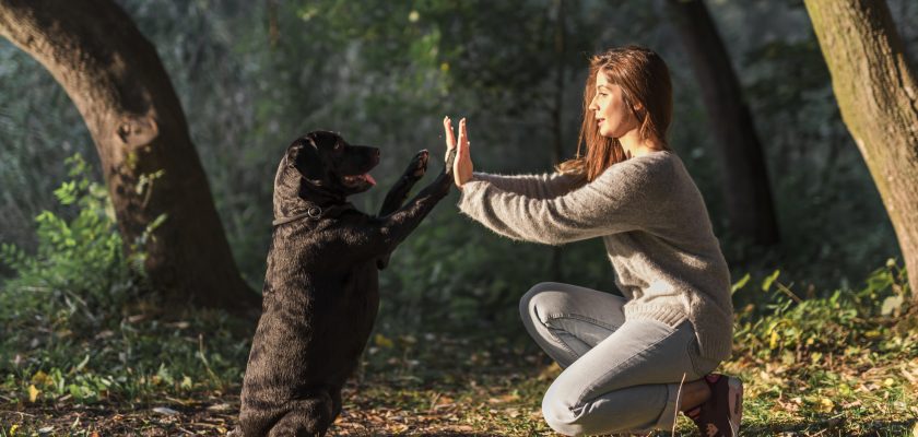 Puppy Training