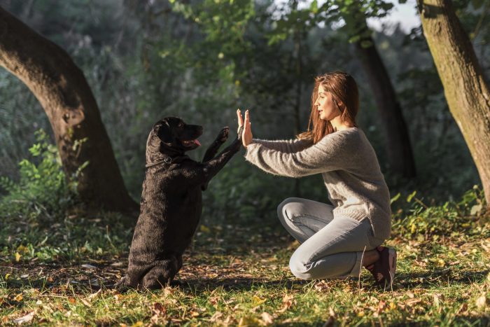 Puppy Training