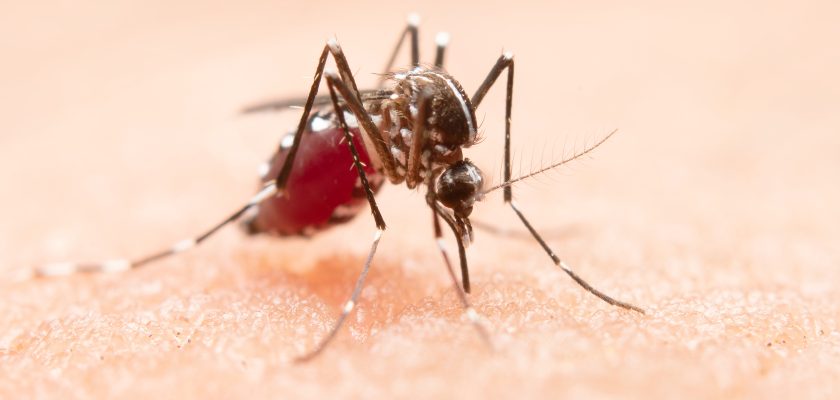 chikungunya virus