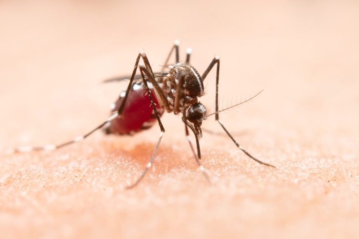 chikungunya virus