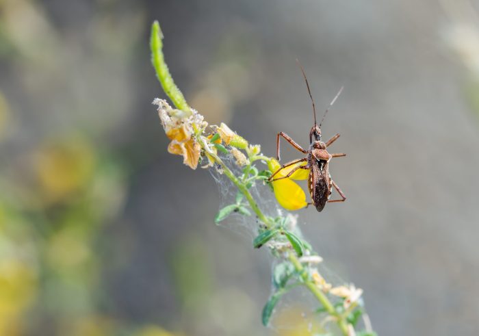 west nile virus
